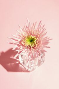 Pink chrysanthemum on ice cube against pink background